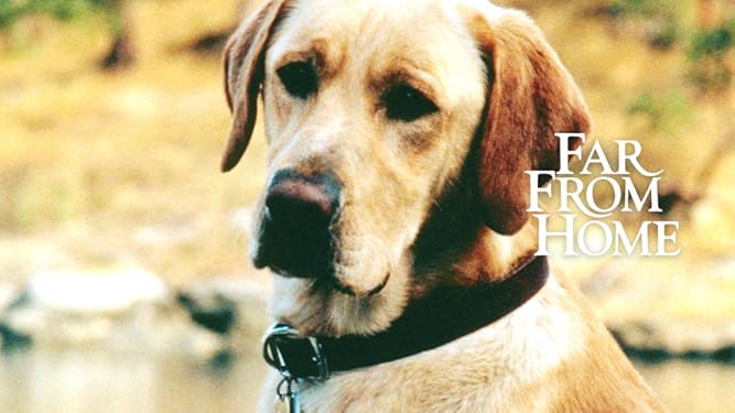 Watch Far From Home The Adventures Of Yellow Dog Prime Video