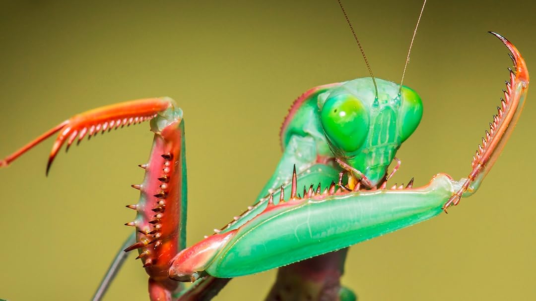 Watch Praying Mantises The Kung Fu Killers Of The Insect Kingdom Prime Video