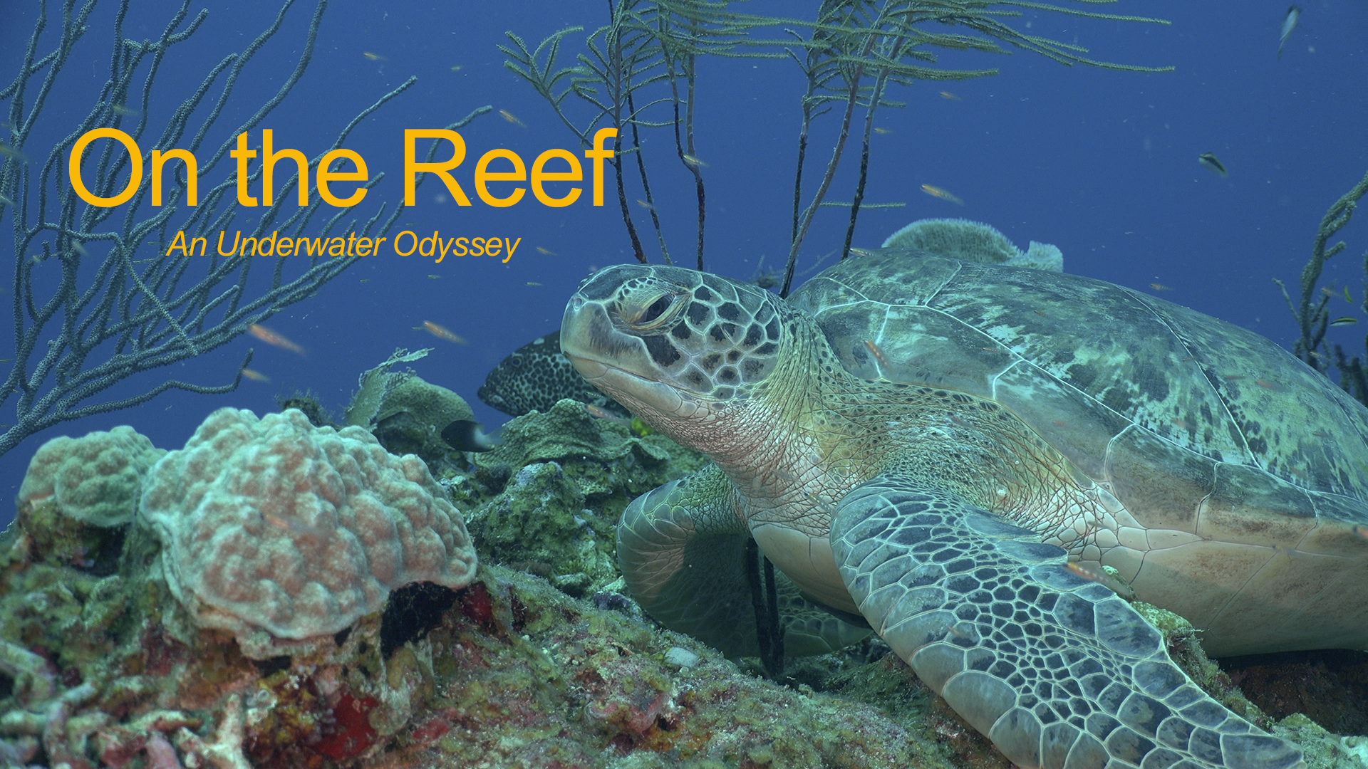 Saltwateraquarium Com Marine Reef Freshwater Supplies