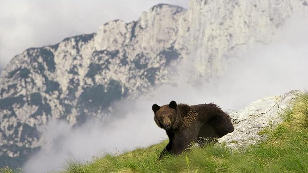 Watch The Alps Realm Of The Golden Eagle Prime Video