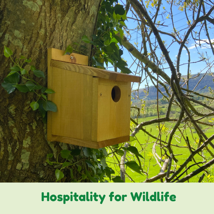 Amazon.co.uk Chimney Sheep