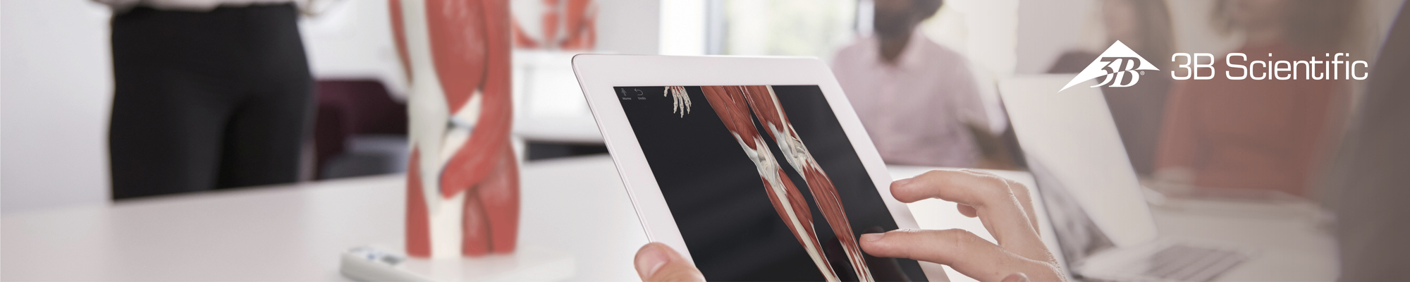 Amazon.it: 3B Scientific: Modelli Anatomici