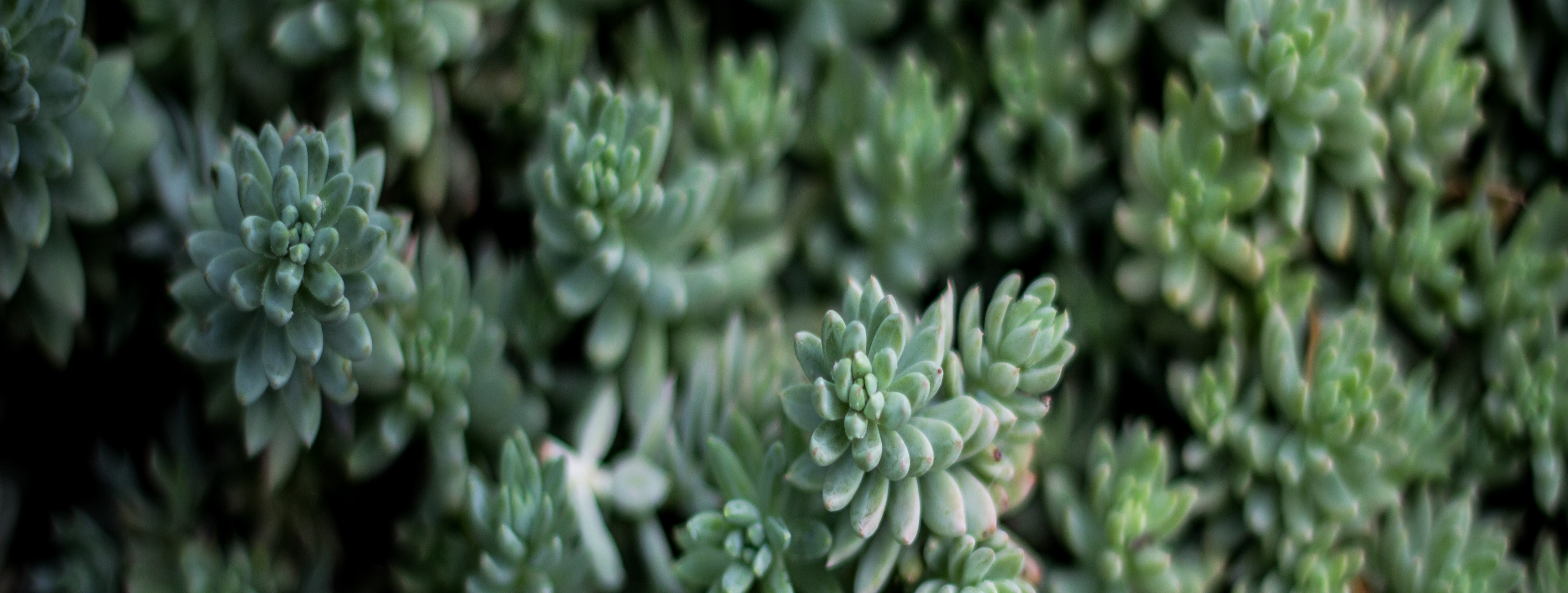 Amazon.in: Paudha Point : Plants in Ceramic Pots
