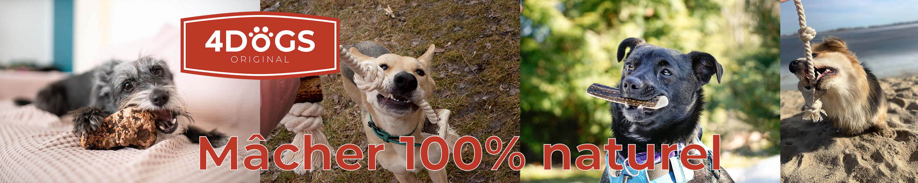 Amazon.fr: 4DOGS ORIGINAL