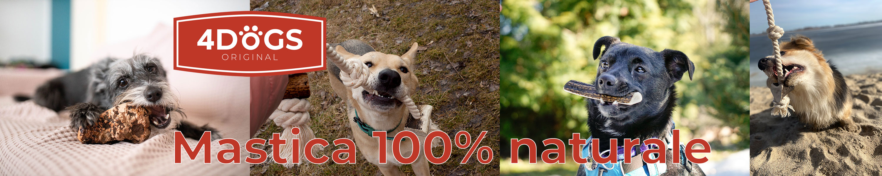 Amazon.it: 4DOGS ORIGINAL