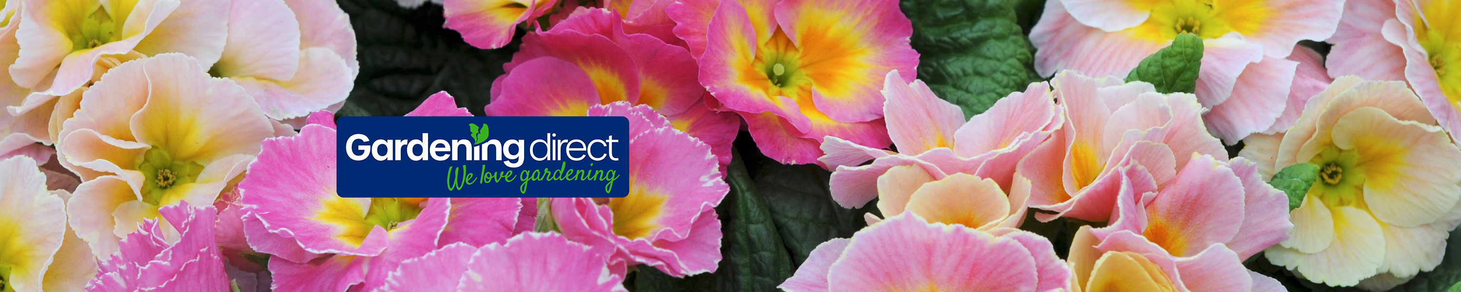 Amazon.co.uk Gardening Direct Bedding