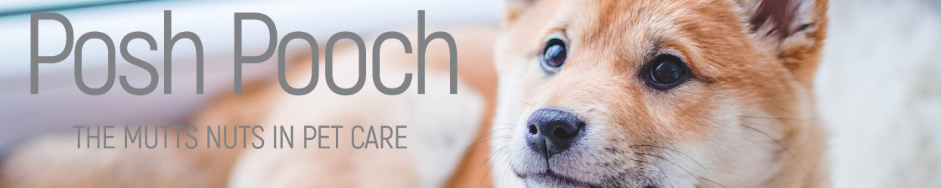 Amazon.co.uk Posh Pooch Pet Care Colognes & Finishing Spray