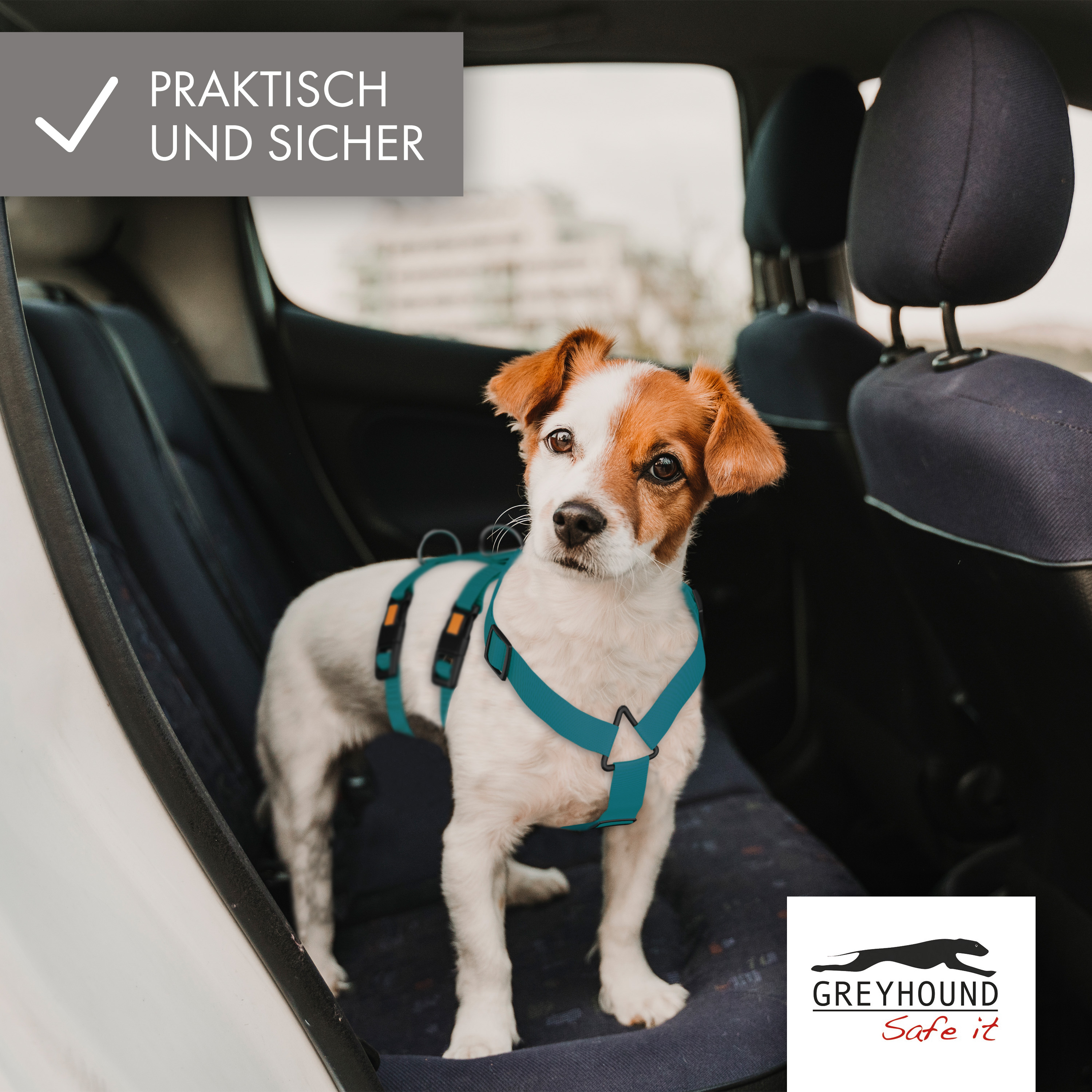 Amazon.de Greyhound Safe it