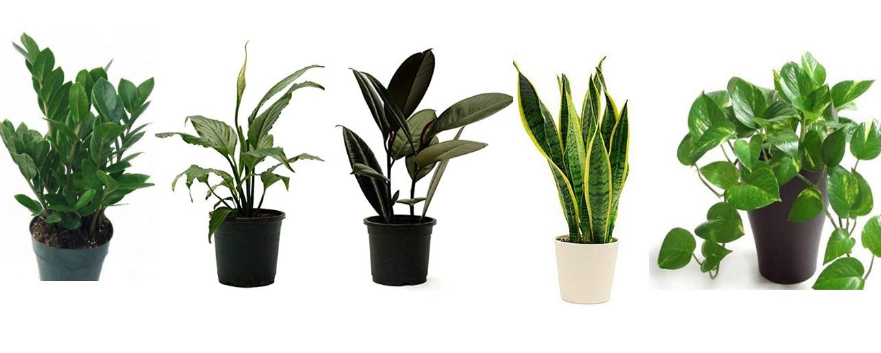 Amazon.in PMK Indoor Plants