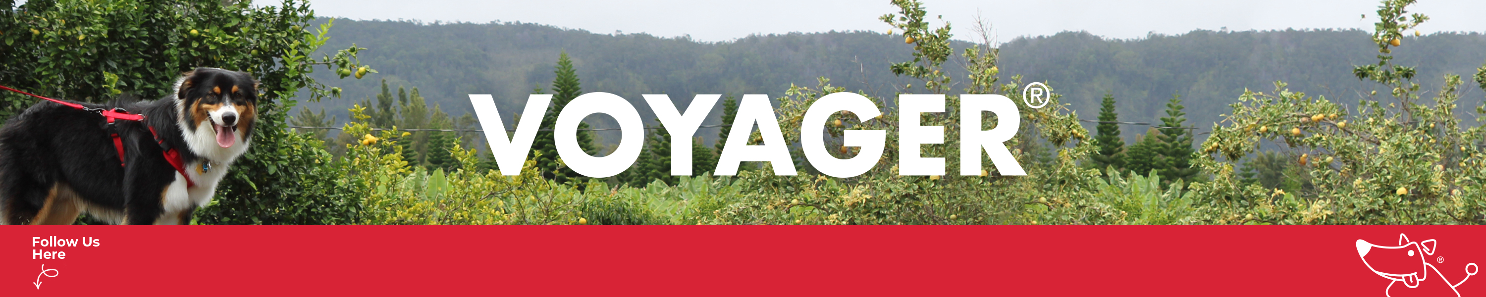 Amazon.co.uk Best Pet Supplies LLC.