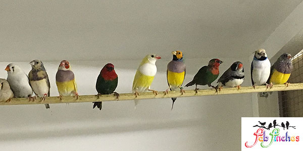 Amazon.co.uk: Fab Finches: Sick Bird & Emergency First Aid