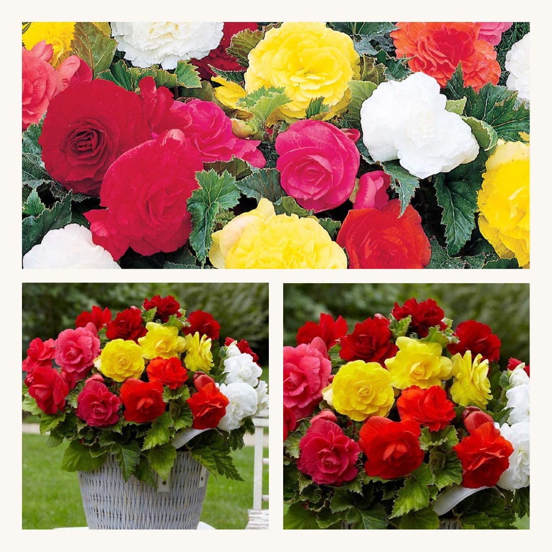 Amazon.co.uk Seeds Zone