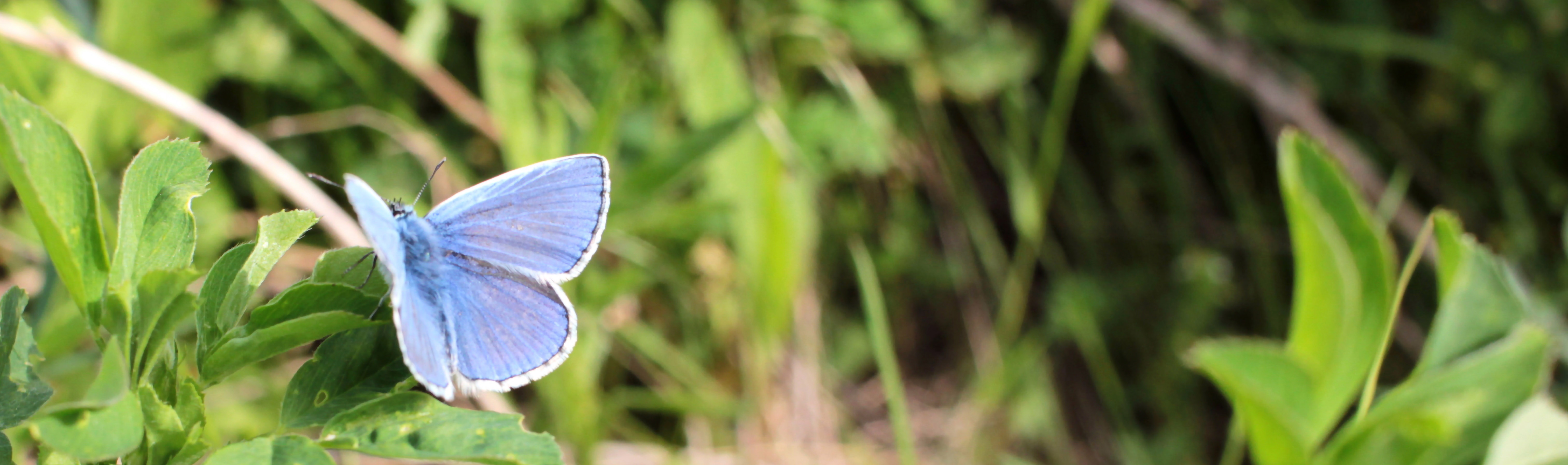 Amazon.ca HAPPY COMPOST Compost Bags