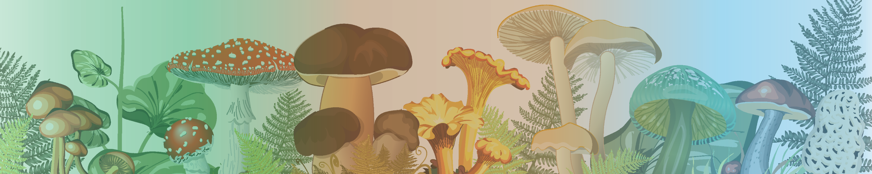 Amazon.ca Fantastic Fungi® Mushroom spawn/mycelium