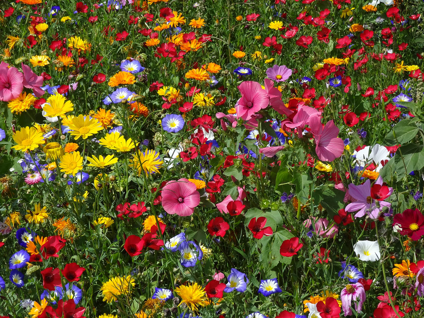 Amazon.com: Seed Needs : Wildflower Mixes