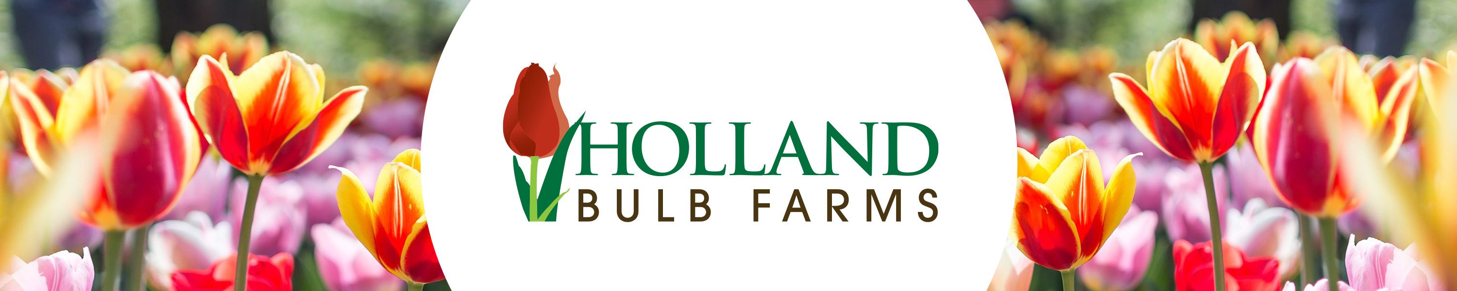 Holland Bulb Farms Fall Planted Bulbs