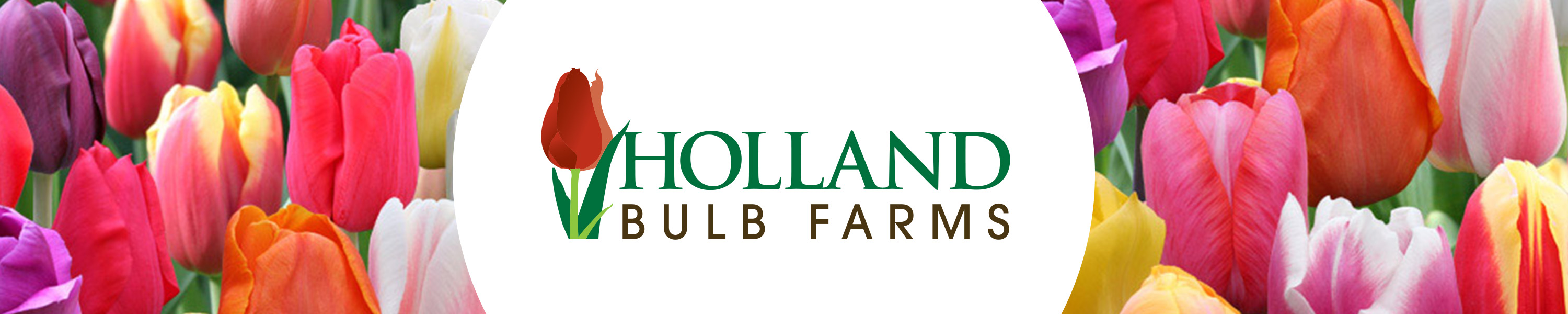 Holland Bulb Farms
