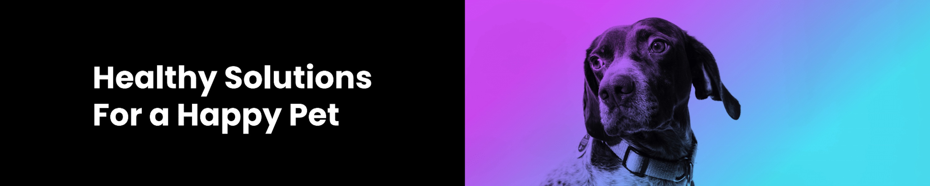 Healthy Solutions for Pets Training