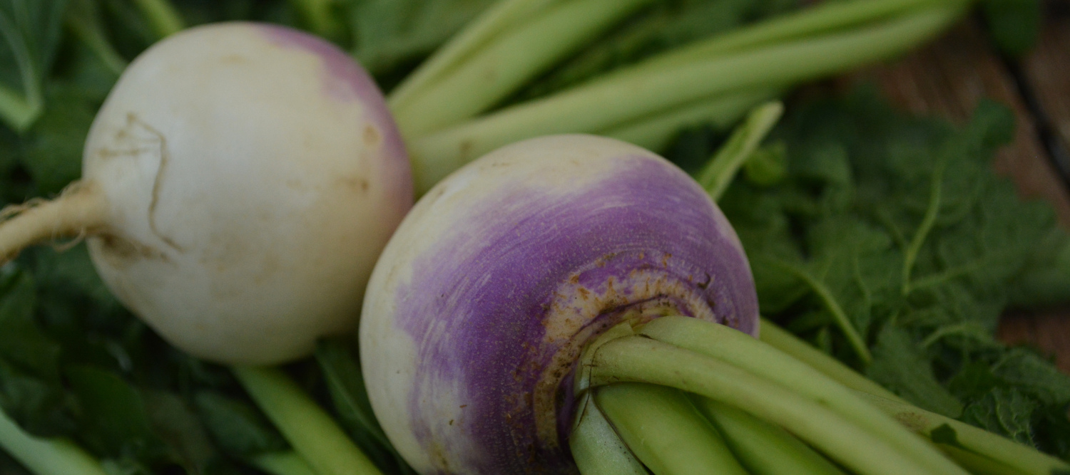 Thresh Seed Co. Turnips