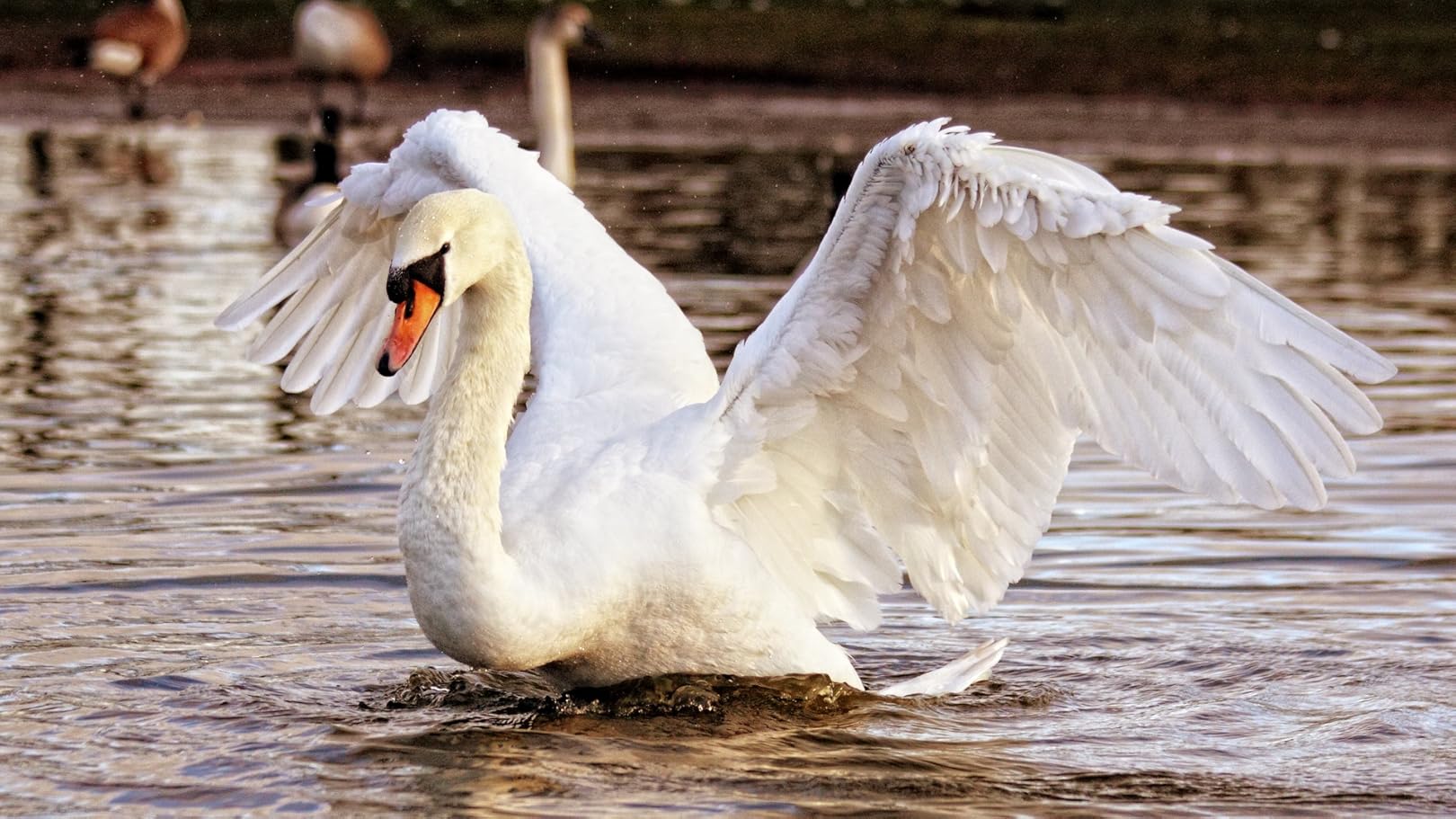 Watch Swan Video Screensaver Set To Music Prime Video