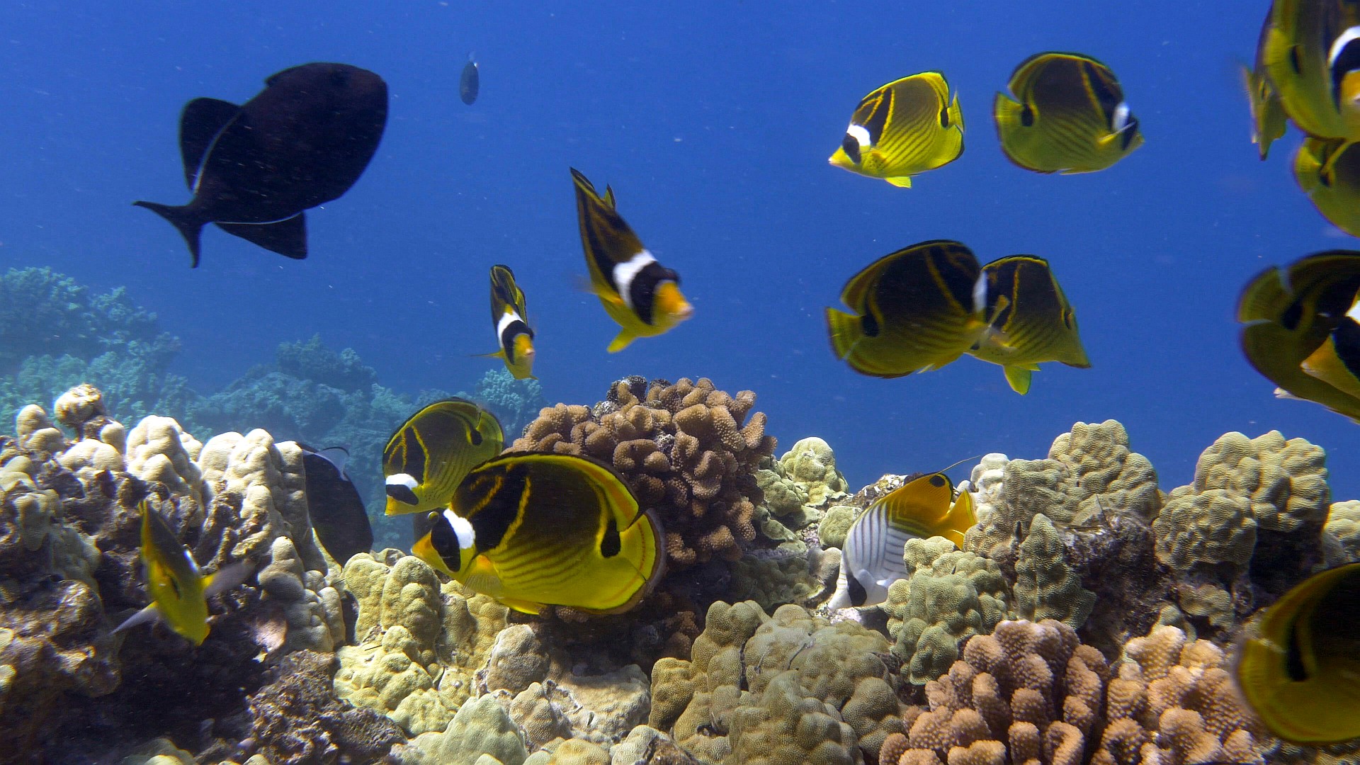 Watch Eco Fish Tank Hawaii Prime Video